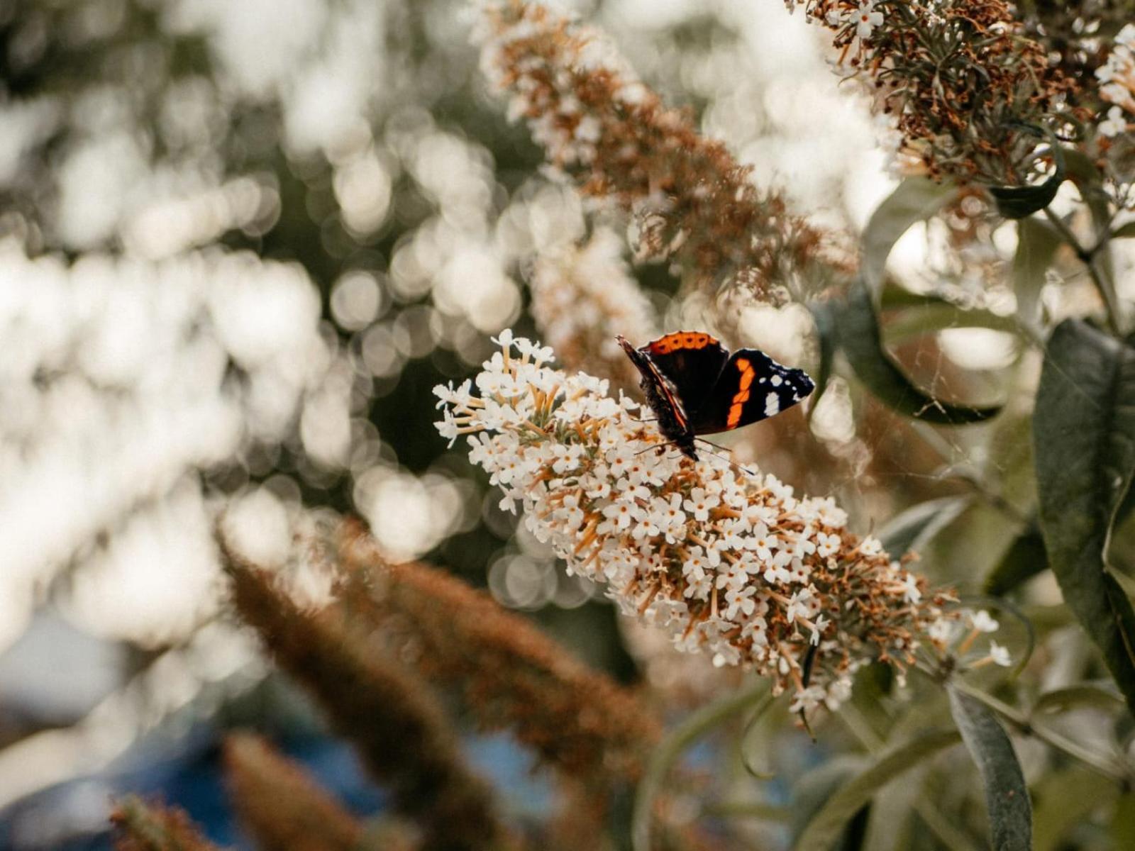 فيلا هيفيللاندفي Purple Papillon المظهر الخارجي الصورة