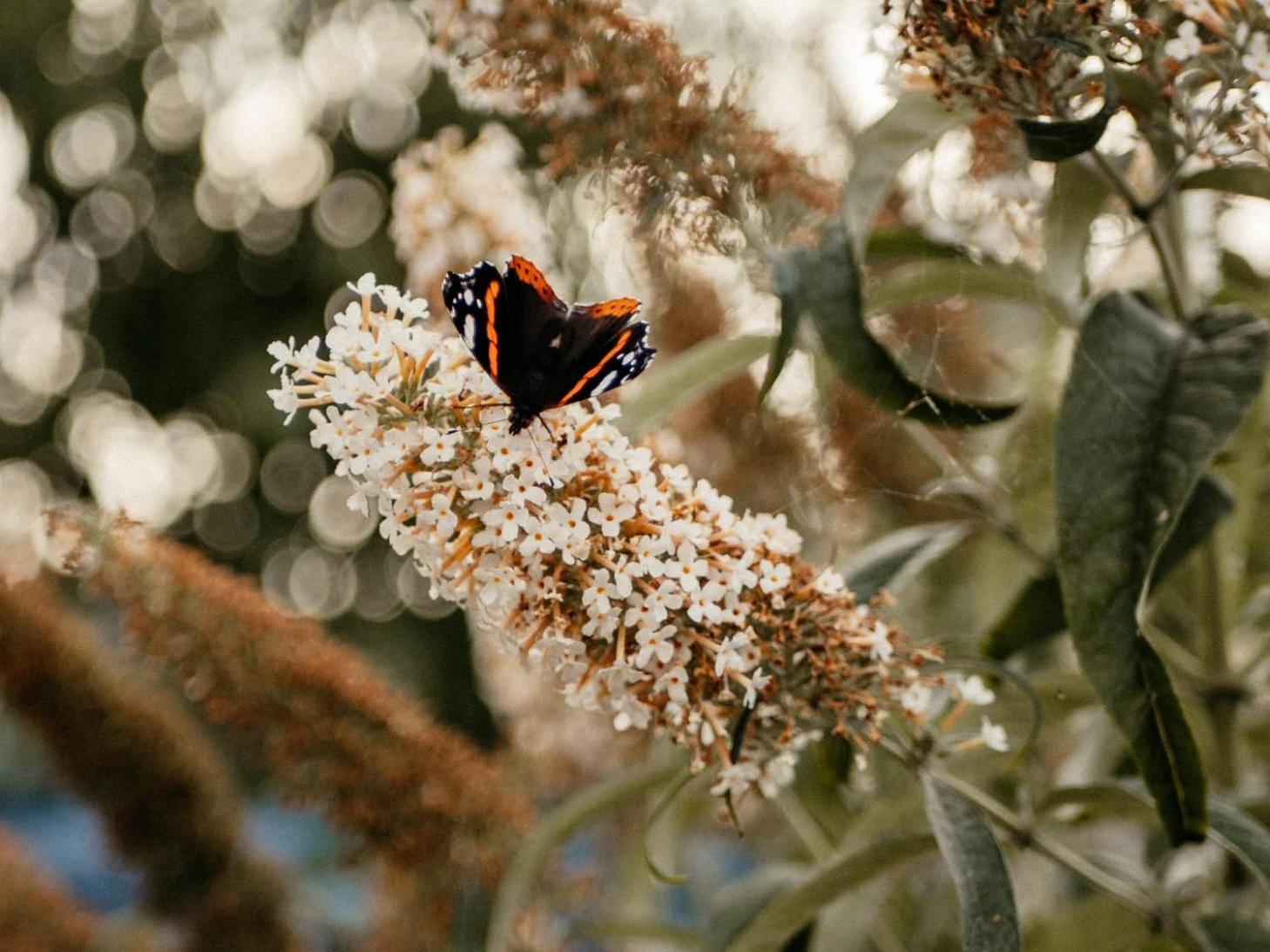 فيلا هيفيللاندفي Purple Papillon المظهر الخارجي الصورة